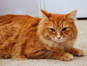 Cat sitter cat minder cattery 