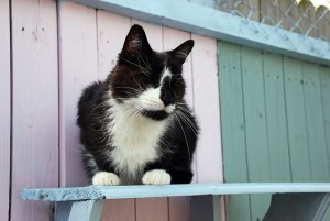 Cat sitter cat minder cattery 