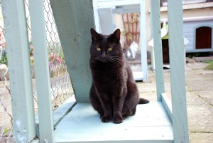 Cat sitter cat minder cattery 