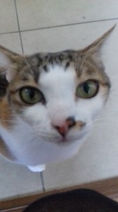 Cat sitter cat minder cattery 