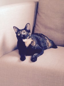 Cat sitter cat minder cattery 