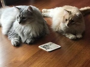 Cat sitter cat minder cattery 