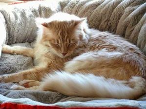 Cat sitter cat minder cattery 