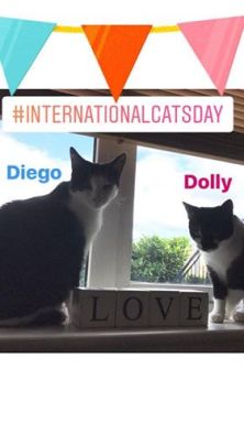 Cat sitter cat minder cattery 