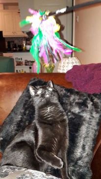 Cat sitter cat minder cattery 