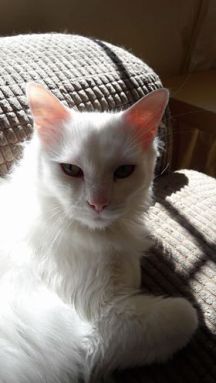 Cat sitter cat minder cattery 