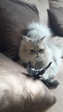 Cat sitter cat minder cattery 