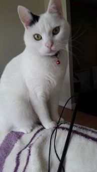 Cat sitter cat minder cattery 