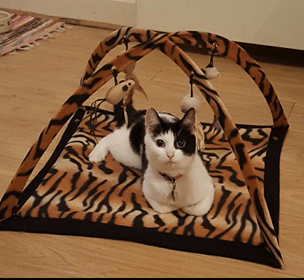 Cat sitter cat minder cattery 