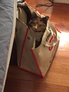 Cat sitter cat minder cattery 