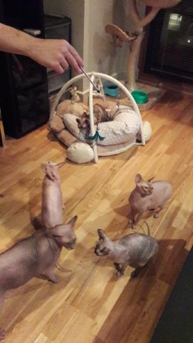 Cat sitter cat minder cattery 