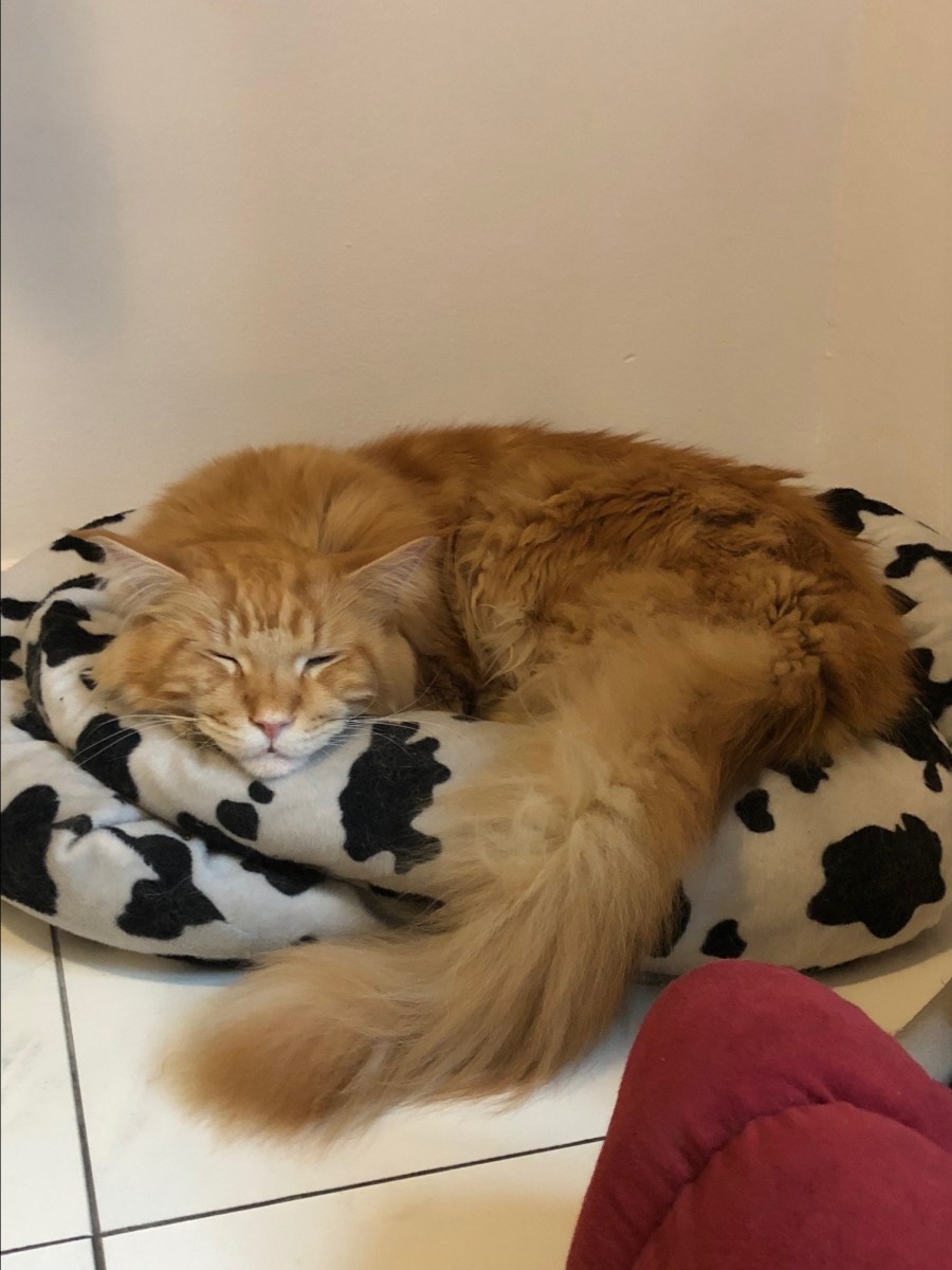 Cat sitter cat minder cattery