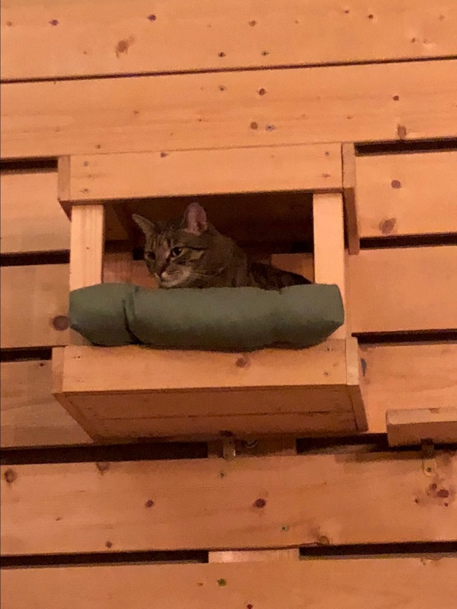 Cat sitter cat minder cattery