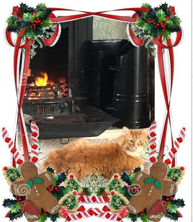 Cat sitter cat minder cattery