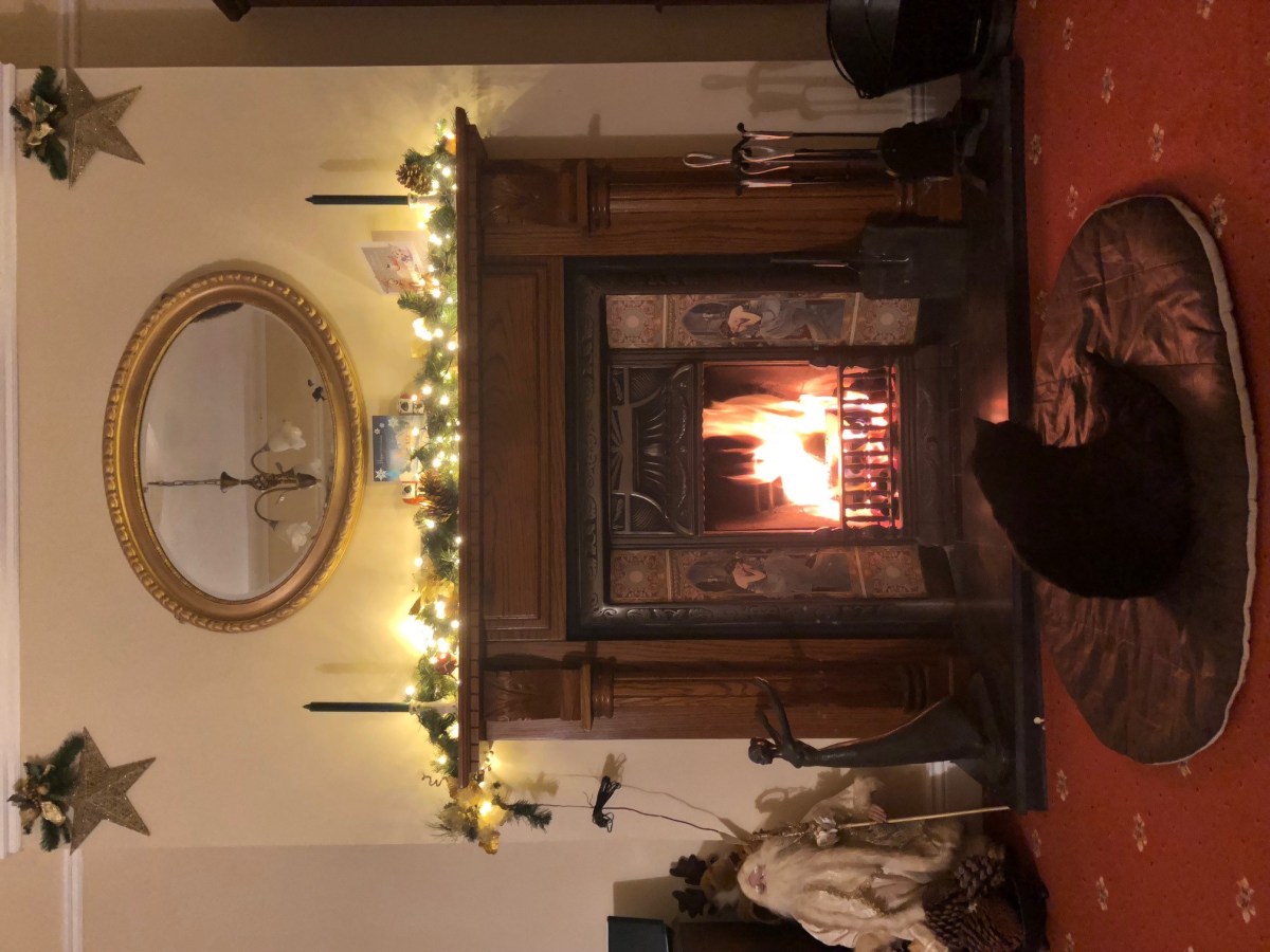 Cat sitter cat minder cattery