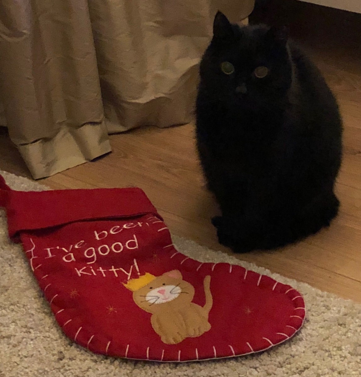 Cat sitter cat minder cattery